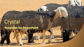 Presentation with sheep - PPT theme consisting of arabian-nadji-domestic-sheep-breed background and a tawny brown colored foreground