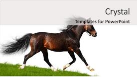  Presentation with stallion - Cool new PPT theme with arabian stallion trots - isolated on white backdrop and a light gray colored foreground
