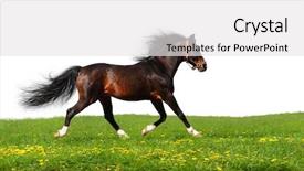  Presentation with stallion - PPT layouts consisting of arabian stallion trots - isolated on white background and a white colored foreground