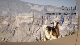  Presentation with oman - Slide deck enhanced with arabian tahr or mountain goat with wadi ghul at jebel shams in oman in the background background and a light gray colored foreground