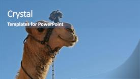  Presentation with camel - Colorful presentation theme enhanced with  backdrop and a  colored foreground