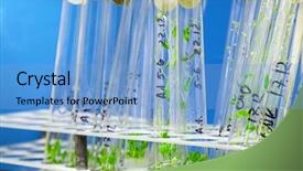  Presentation with plant - PPT theme featuring arabidopsis plants in the glass background and a light blue colored foreground
