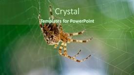  Presentation with spider web - Theme having araneus-diadematus-spider-hunting background and a tawny brown colored foreground