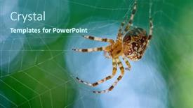  Presentation with spider web - Presentation theme enhanced with araneus-diadematus-spider-hunting background and a ocean colored foreground
