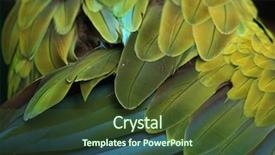  Presentation with military green - Beautiful slide deck featuring arara - great green macaw ara ambiguus backdrop and a tawny brown colored foreground