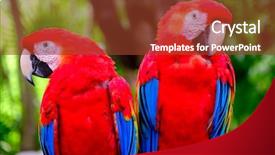  Presentation with pair - Audience pleasing slide set consisting of arara - pair of scarlet macaws backdrop and a tawny brown colored foreground