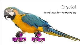  Presentation with roller skating - Presentation design consisting of ararauna 30 years old roller background and a white colored foreground