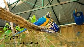  Presentation with parrot - Theme having ararauna blue-yellow macaw parrot background and a gold colored foreground