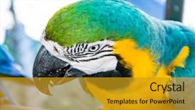  Presentation with blue and yellow - Audience pleasing PPT layouts consisting of ararauna blue-yellow macaw parrot backdrop and a gold colored foreground