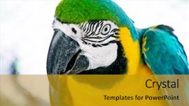  Presentation with blue and yellow abstract - Slide deck featuring ararauna blue-yellow macaw parrot background and a gold colored foreground