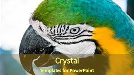  Presentation with blue yellow - Cool new theme with ararauna blue-yellow macaw parrot backdrop and a tawny brown colored foreground