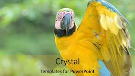  Presentation with blue and yellow music - Theme with ararauna in the rain forest background and a  colored foreground