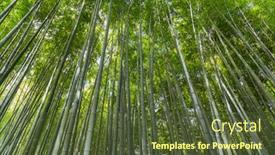  Presentation with bamboo - Audience pleasing PPT layouts consisting of arashiyama-bamboo-grove-or-sagano backdrop and a tawny brown colored foreground
