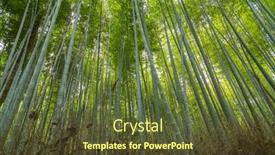  Presentation with bamboo - Presentation theme having arashiyama-bamboo-grove-or-sagano background and a tawny brown colored foreground
