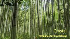  Presentation with bamboo - Presentation featuring arashiyama-bamboo-grove-or-sagano background and a tawny brown colored foreground