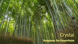  Presentation with bamboo - Beautiful slide set featuring arashiyama-bamboo-grove-or-sagano backdrop and a tawny brown colored foreground