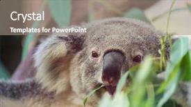  Presentation with cute - Colorful PPT theme enhanced with cute koala close up backdrop and a gray colored foreground