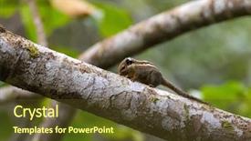  Presentation with south asia - Slide set featuring arbor - himalayan striped squirrel known background and a tawny brown colored foreground