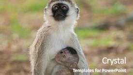  Presentation with monkey - PPT theme with vervet monkey with baby suckling background and a coral colored foreground