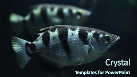  Presentation with wildlife - Presentation theme consisting of archer - banded archerfish toxotes jaculatrix also background and a wine colored foreground