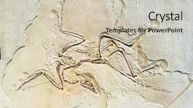  Presentation with fossil - Theme enhanced with archaeopteryx fossils in the ancient background and a soft green colored foreground