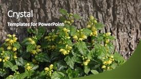  Presentation with iris flower yellow - Presentation theme enhanced with archangeld - yellow archangel flower plants ground background and a  colored foreground