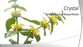  Presentation with mustard seeds yellow flowers - Presentation design featuring archangeld - yellow archangel lamium galeobdolon flowers background and a  colored foreground