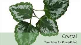  Presentation with white and yellow - PPT theme having archangeld - yellow archangel leaf isolated background and a  colored foreground