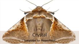  Presentation with arches - PPT theme featuring arches habrosyne pyritoides a moth background and a  colored foreground