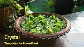  Presentation with apa style for care plan - Presentation theme with arcitecture - pot with floating plants background and a  colored foreground