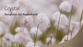  Presentation with cotton - PPT theme featuring arctic-cotton-flowers-in-summer background and a light gray colored foreground