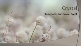  Presentation with summer flowers - Cool new PPT layouts with arctic-cotton-flowers-in-summer backdrop and a light gray colored foreground