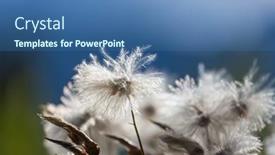  Presentation with summer flowers - PPT theme having arctic-cotton-flowers-in-summer background and a  colored foreground