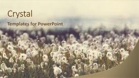  Presentation with plant cotton - Slide set featuring arctic cotton flowers instagram filter background and a lemonade colored foreground