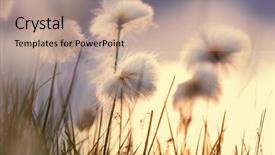  Presentation with cotton agriculture - Amazing theme having arctic cotton flowers backdrop and a coral colored foreground