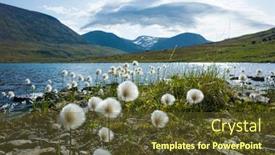  Presentation with swedish - Cool new slide deck with arctic-cotton-grass-fluffy-flowers backdrop and a tawny brown colored foreground