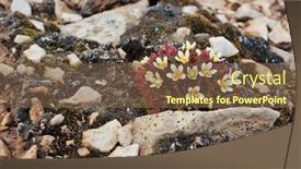  Presentation with flowers - Audience pleasing presentation consisting of arctic-flowers-saxifraga-cespitosa backdrop and a tawny brown colored foreground