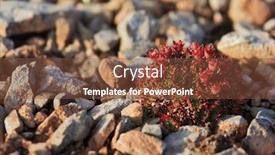  Presentation with flowers - PPT layouts with arctic-flowers-saxifraga-cespitosa background and a tawny brown colored foreground