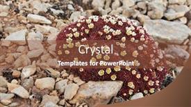  Presentation with flowers - Colorful presentation theme enhanced with arctic-flowers-saxifraga-cespitosa backdrop and a tawny brown colored foreground