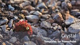 Presentation with flowers - Slide set consisting of arctic-flowers-saxifraga-cespitosa background and a gray colored foreground