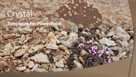  Presentation with flowers - Amazing slide set having arctic-flowers-saxifraga-cespitosa backdrop and a coral colored foreground
