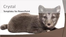  Presentation with fox - PPT theme consisting of arctic-fox-cub-vulpes-lagopus background and a white colored foreground