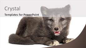  Presentation with fox - Slides enhanced with arctic-fox-cub-vulpes-lagopus background and a light gray colored foreground