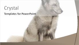  Presentation with fox - Theme with arctic-fox-sitting-looking-away background and a white colored foreground