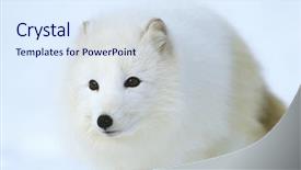  Presentation with fox - Slides featuring arctic fox in snow close background and a sky blue colored foreground