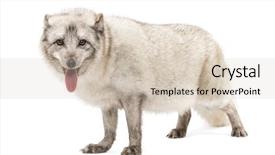  Presentation with white snow - PPT layouts enhanced with arctic fox vulpes lagopus also background and a soft green colored foreground
