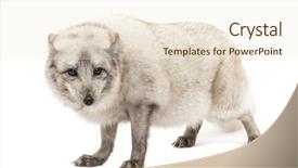  Presentation with white snow - PPT theme with arctic fox vulpes lagopus also background and a cream colored foreground