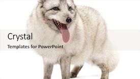  Presentation with white snow - Presentation design consisting of arctic fox vulpes lagopus also background and a soft green colored foreground