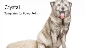  Presentation with white snow - Beautiful slide deck featuring arctic fox vulpes lagopus also backdrop and a white colored foreground