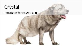  Presentation with fox - Beautiful PPT theme featuring arctic fox vulpes lagopus also backdrop and a white colored foreground